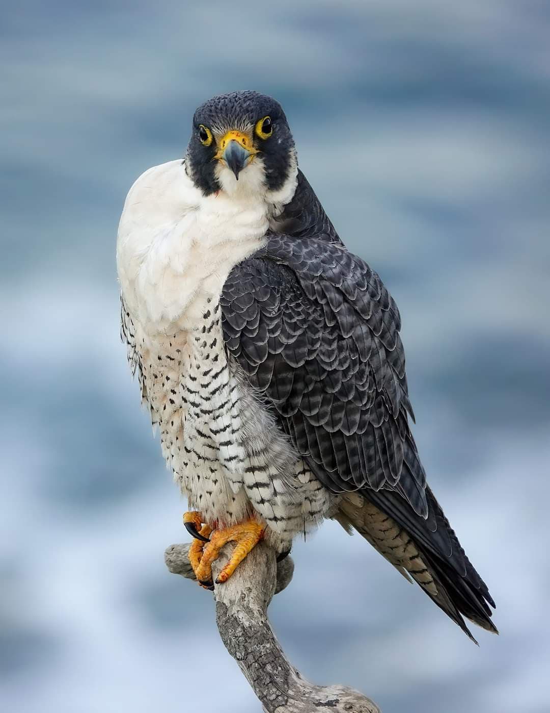 Documentaire Animalier